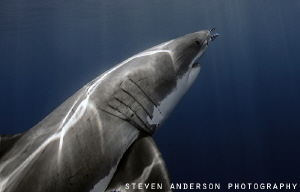 Ascending from the deep ... They like to ambush when hunt... by Steven Anderson 